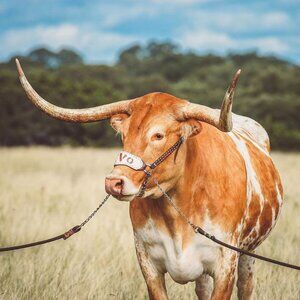 Meet your Posher, Tom